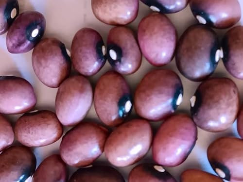 FAGIOLO VIOLA DI ASIAGO COLTIVATO IN ITALIA PRODUZIONE DEL 2024 SEMI