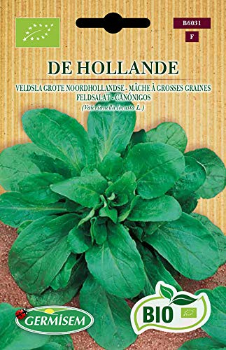 Germisem Bio Graines Mâche à grosses graines DE HOLLANDE