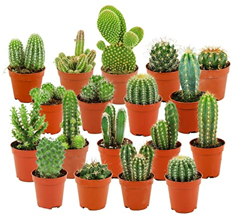 ZynesFlora Cactus Naturelles en pot de fleurs Ø 5.5 cm - Lot de 18 - Hauteur: 5-10 cm - Mélange de Cactus Plantes Grasses Petite Variétés Diverses Plante d'Intérieur
