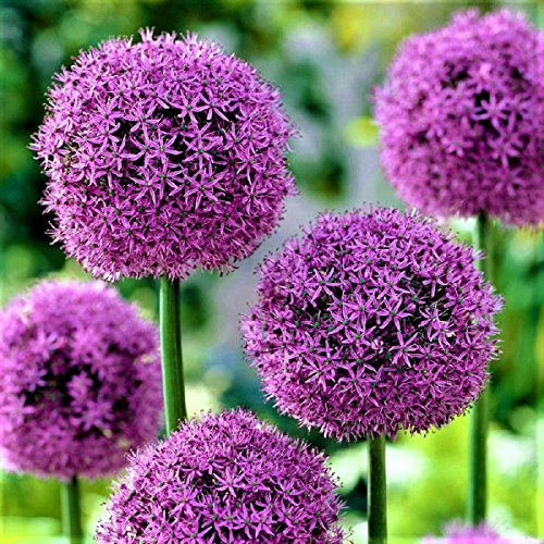 10x Blumenzwiebeln RIESEN ZIERLAUCH Allium Fireworks mit beeindruckender Blüte