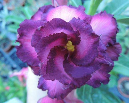 Genipap Geraniensamen, Efeutornado Rot Weiß Geranie 50 Samen Große Blüten Urheberrechtlich geschützte Idahoseeds