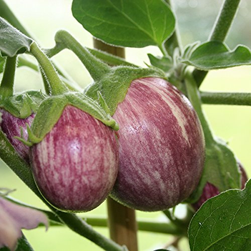 Aubergine F1 Pinstripe Seeds - Grow Eggplants Vegetable Seeds