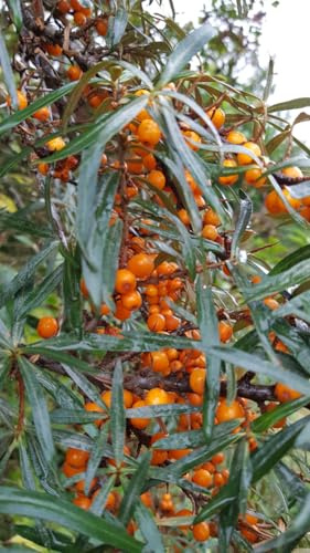 Hippophae rhamnoides 'Zhemchuzhnitsa' / Argousier femelle/Conteneur de 3 à 4 litres/Arbuste fruitier