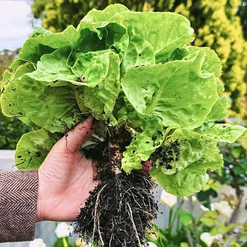 Pflücksalat Samen, Salatsamen, winterharte pflanzen für garten Pflücksalat Pflanzen Kaufen, salat samen winterhart alte gemüsesorten samen gemüsesamen, pflanzen garten salatsamen 500pcs