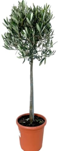 Planta natural Olivo en copa, 100 cm. Olea Europea. Árbol ornamental ideal para jardines. Segura Garden.