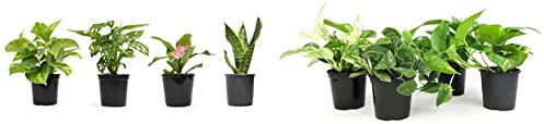 Live Pothos Plants (4PK) + Classic Houseplant Collection (4PK) - Low Maintenance Indoor Plants Purify Air, Easy to Grow Hanging Plants and Trailing Vines in 4 Inch Nursery Pots