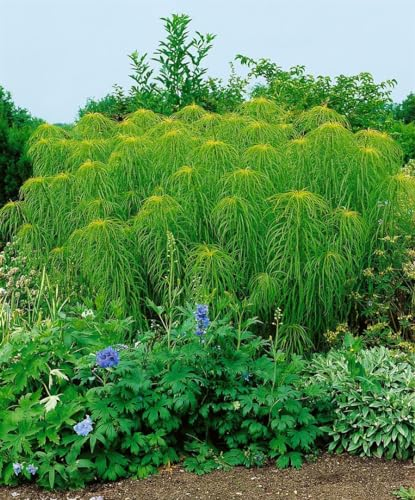 Helianthus salicifolius ca. 11x11 cm Topf - Weidenblättrige Sonnenblume, gelbe Blüten, Blütezeit Spätsommer, ideal für Rabatten, pflegeleicht und trockenheitsresistent