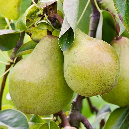 Pear Williams Tree - Grow Your Own Pears Fresh from The Garden - Flowering Pear Trees for The Garden UK - Patio Fruit Trees - Fruit Plants 7.5L Pot 4-5ft