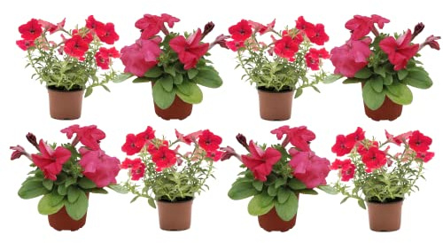 Flores Vivas - Pack de 8 Petunia - Flores de Colores Mix Plantas Exterior