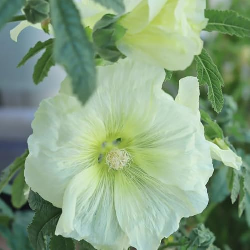 semi di malvarosa, ombra biologici di malvarosa da giardino roccioso resistenti selvatici da balcone 450pcs