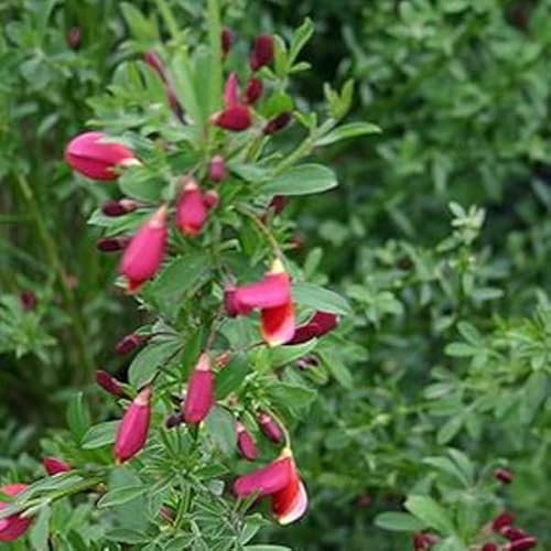 3 x Retama 'Burkwoodii' - Cytisus 'Burkwoodii' 40-60 cm en maceta - Cytisus 'Burkwoodii' - L'Élégance Florale de Burkwood