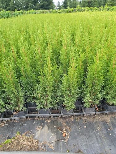 Thuja Lebensbaum Smaragd Topfballen 30-35 cm 25 St. Hecke Heckenpflanze
