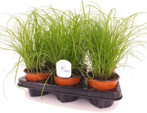 Inomhusväxtset Cyperus Zumula växter, set om 3 – vattenpalm för rum och kontor, enkel skötsel, luftrenande inomhusväxter, perfekt för katter – husdjursvänliga dekorativa gröna växter