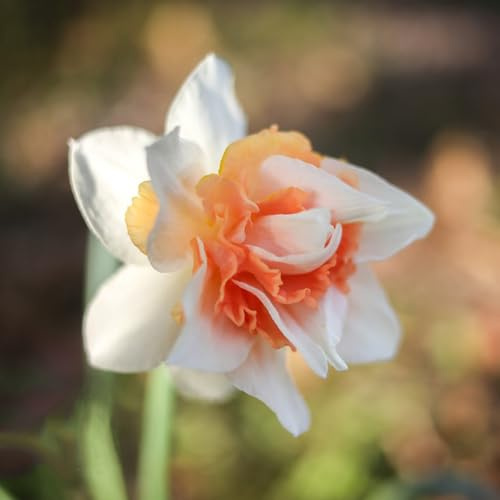 narcisi Aiule rialzate per il giardino,piantedecorative giardinoFiorito,Fiorida,colorato bulbi diFiori,a crescitapianteda resistenti appartamento,per luoghi 2Bulbo