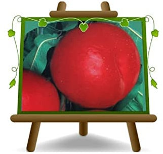 Pêches nectarines à la pulpe jaune Nectaros - Plante fruitière greffé sur pot 26 - arbre max 170-200 cm - 4 ans