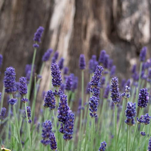 Lavendar Blue Fragrance Seeds – RHS Plants for Pollinators – Hardy Annual – Scented Blooms for Beddings & Borders – for Your Beautiful Garden
