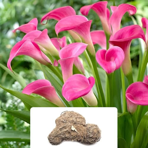 1 Calla Pink - Gorgeous Bright Pink Blooms, Perfect for Indoor or Outdoor Beauty - A Stunning Houseplant Favorite - Thrives in UK Climate for a Flourishing Garden