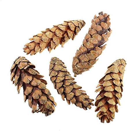 Floral-Direkt 5 Strobus Zapfen ca10-15cm Natur Weymouth Kiefer Baumzapfen Tannenzapfen Cone