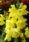 Portal Cool Brugmansia Suaveolens - Trompeta del ángel blanco - 10 semillas