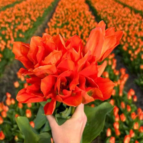 Bulbos de tulipán Emperador Naranja - 30 bulbos de flor - tamaño del bulbo 12+ - naranja, floración primaveral, resistente al invierno - directo del cultivador - Flowerbulbs Amsterdam