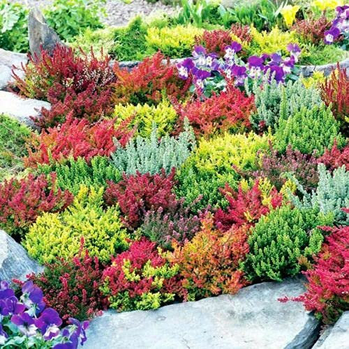 4 Mixed Heather Plants CALLUNA & Erica Varieties Colourful Flowering Plants