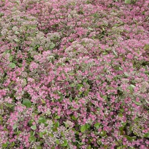 6x Orpin 'Ruby Glow' – Sedum ‘Robustum’ ('Ruby Glow’) – Godet 9x9cm | Feuillage pourpre, fleurs rouges