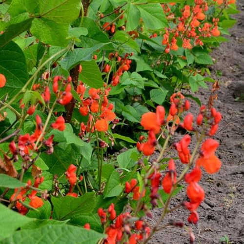 Semi di fagiolo rampicante - giardino sul balcone Semi di fagiolo, Phaseolus coccineus, semi biologici vecchie varietà acquistare 20pcs