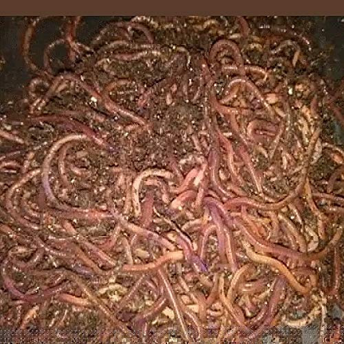WWJD Worms Red Wigglers Composting Worms - 3/4lb - Earth Worms, Red Worms, Live Worms for Garden, Farm Soil - Red Wigglers Live Worms for Fishing & Worm Farm Composter