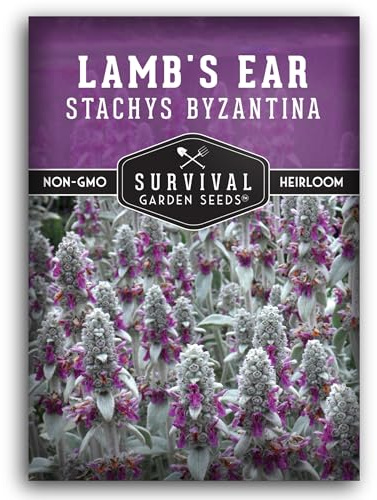 Lamb's Ear Seeds for Planting - 1 Packet with Instructions to Plant & Grow Lambs Ear Plant, Shade & Drought Tolerant Wooly Betony in Your Home Garden - Non-GMO Heirloom Variety - Survival Garden Seeds
