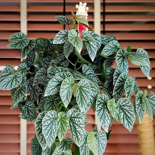 begoniensamen - winterhart exotisch balkon, mehrjährig 120pcs