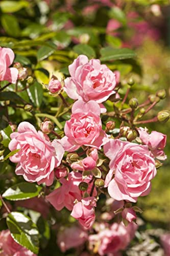 Rosa 'The Fairy' 40–60 cm – Winterhart, Mehrjährig, Pflegeleicht – Bodendeckerrose – Bodendecker für Beete & Flächenbegrünung