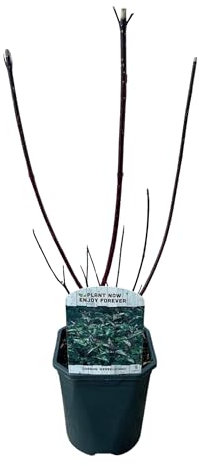 Green boutiQ - Arbustes - Cornus alba Kesselringii - Branches Pourpres - 1 Plante - Feuillage Caduc - Peu d'Entretien - Pot 17cm Hauteur 45cm