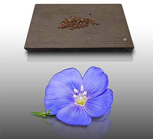 150 graines Fleurs à semer - Le Grenier d'Abondance - LIN Vivace bleu - Linum Perenne