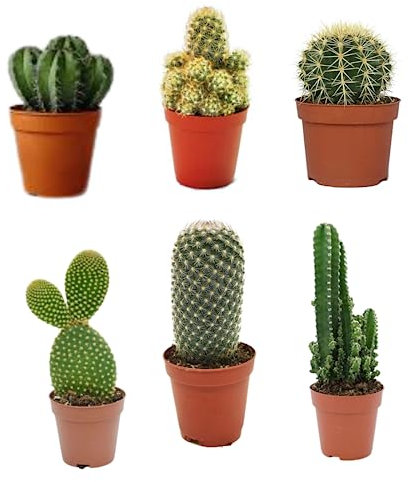 Pack 6 Cactus naturales interior y exterior Variados en Maceta de 5cm Kit Ahorro Plantas Naturales. - Los cactus pueden ser diferentes a los de la foto, sujestos a disponibilidad