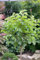 Prunus armeniaca 'Zwergaprikose' 60 cm - Zwergaprikose, orangefarbene Früchte, Erntezeit Juli-August, ideal für Kübel, pflegeleicht und winterhart
