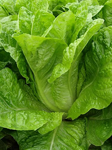 piantine di pomodori piantine da orto piantine di lattuga,cetrioli,anguria,a citta' e pulecenella (lattuga romana lunga 25 piante)