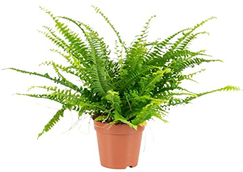 Helecho Green Lady Planta Purificadora del Aire para Decorar el Hogar