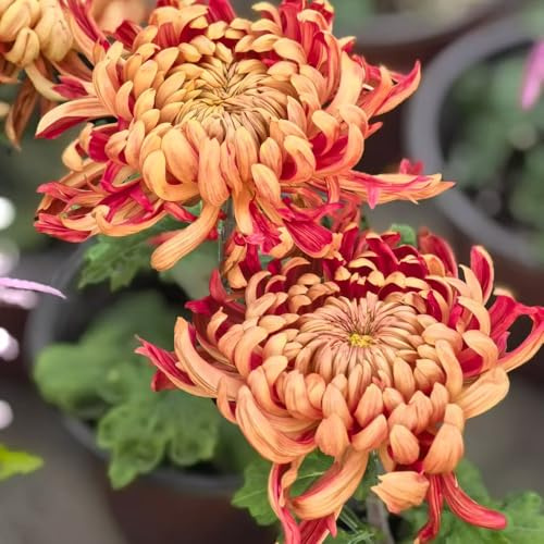 chrysanthemen blumenwiesensaat chrysantheme balkon deko pflanzendeko gartendeko für draußen büropflanzen exotische zimmerpflanzen pflanztöpfe blumenwiese herbstaussaat mehrjährig 350samen