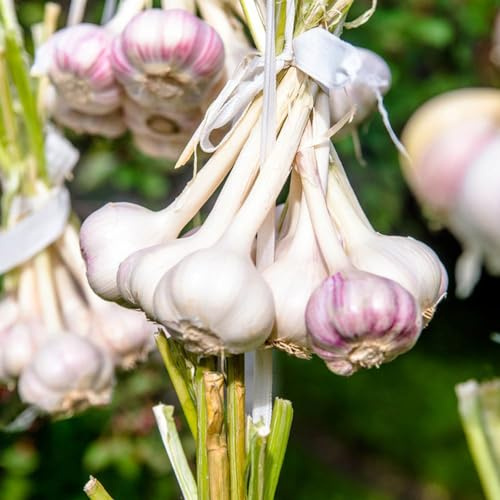 semi di aglio medicinali perenni resistenti semi di varietà tradizionali giardino aglio inverno giardino interno Camas 125pcs