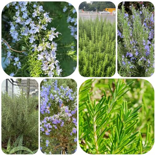 semillas de romero perenne resistente al invierno - jardín, para el balcón de otoño, perennes 1000pcs