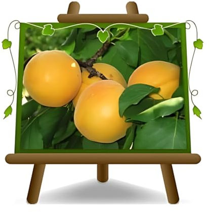 abricotier arbre de abricots Vitillo plante fruitière greffe de myrobalan sur un pot de 26 max 200 cm - 4 ans