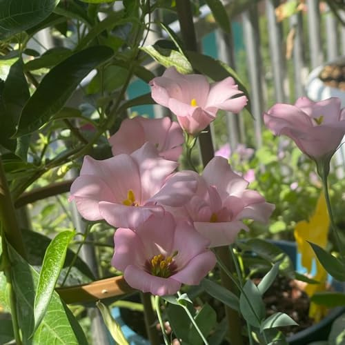 semillas de lisianthus resistentes - jardín decoración eustoma balcón perennes 120pcs