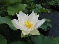 Fiore di Loto Bianco Nelumbo Angel – Rizoma Vivo di Loto Ornamentale – Pianta Acquatica per Laghetti e Vasi – Fioritura Estiva Decorativa