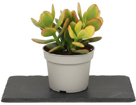DECOALIVE Crassula Ovata Árbol de Jade 15 cm - Planta Ornamental en Maceta 10 cm para Ambientes Acogedores