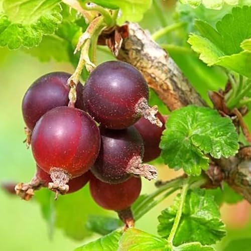 Sweet Gooseberry Plant Live for Planting, 5-9 Inch Tall, Gooseberry Bush Live Plant, Gooseberry Fruit Tree Plant, Gooseberry Bareroot, Gooseberry Tree (Jeanne Gooseberry)