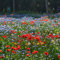 Miscela di semi di fiori selvatici, fiori perenni resistenti facili da coltivare, eccellente miscela per tutti gli usi, ideale per aiuole e bordi, vasi e contenitori per terrazze (100000-1000000 +)