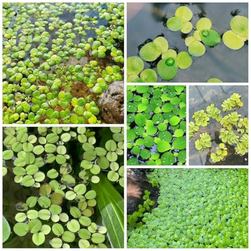 100 Pcs Wasserlinsen Teich Samen - Schwimmpflanzen Wasserpflanzen Samen, Zimmerbonsai Bonsai Teichpflanzen Wasserpest Für Teich Winterhart Samen, Saatgut Alte Sorten Teichpflanzen
