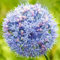 Allium Bulbi - Fiori Giganti Resistente alla Siccità- Giardini e Bouquet - Pianta Perenne Facile Coltivazione-Per Terrazzi e Giardini a Bassa Manutenzione-10 bulbi-G