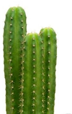 20 semillas de San Pedro cactus Trichocereus pachanoi Planta decorativa ceremonial: solo semillas