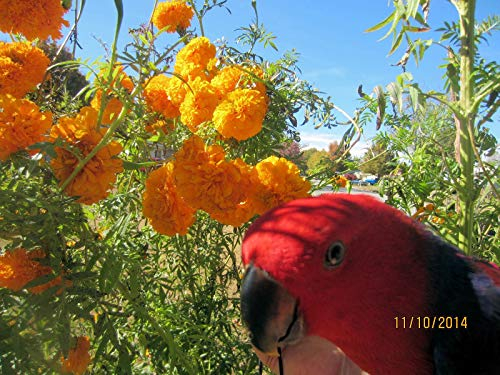 Tagetes erecta grande variété touffue 200+ graines